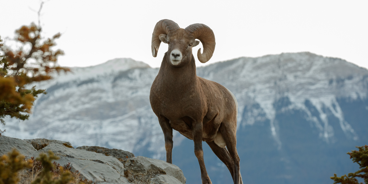 Argali sheep standing on a mountain