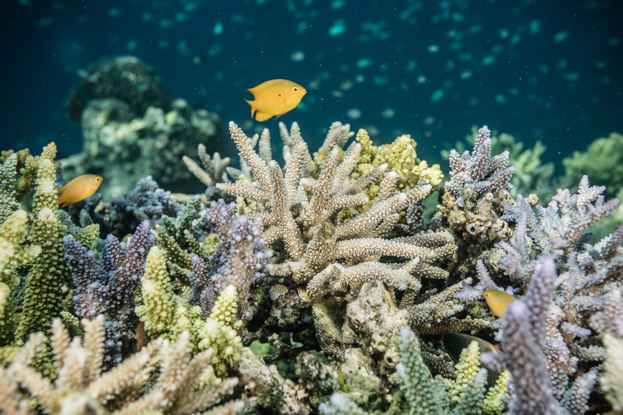 coral aquaculture, coral spawn, nature conservancy