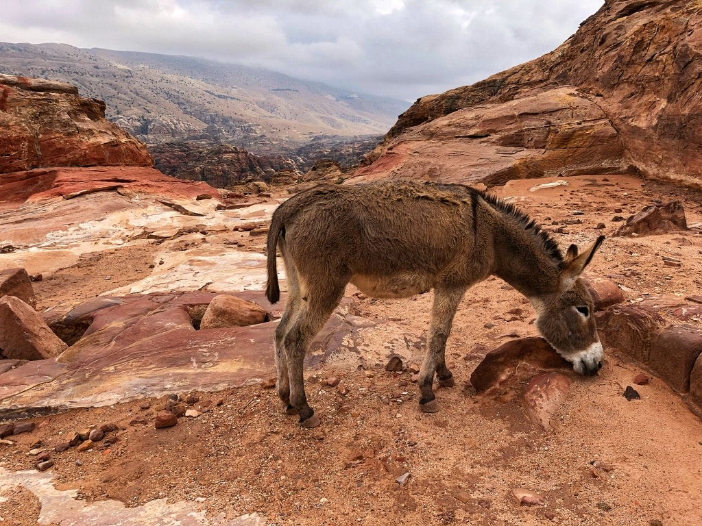 A grazing donkey in Petra, Jordan