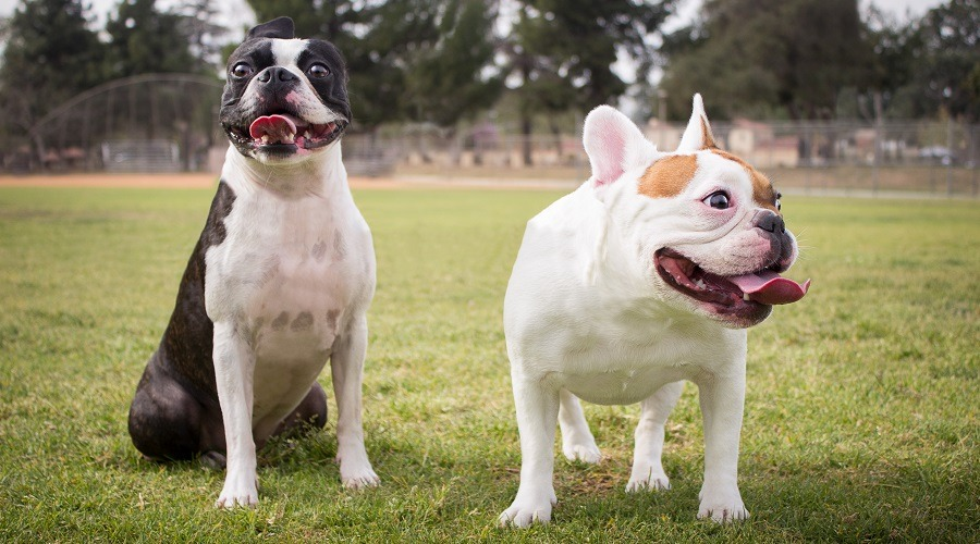 5fb462d0 e13b 40db 8bd8 e4966af8b619 Boston Terrier vs French Bulldog: Which Adorable Breed Wins Your Heart?