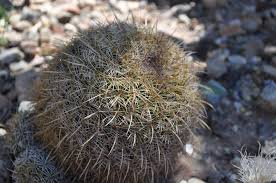 endangered status, cactus