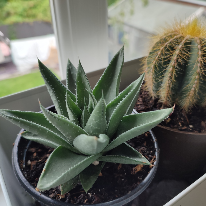 A picture of a Haworthia with an Aloe Vera substitute