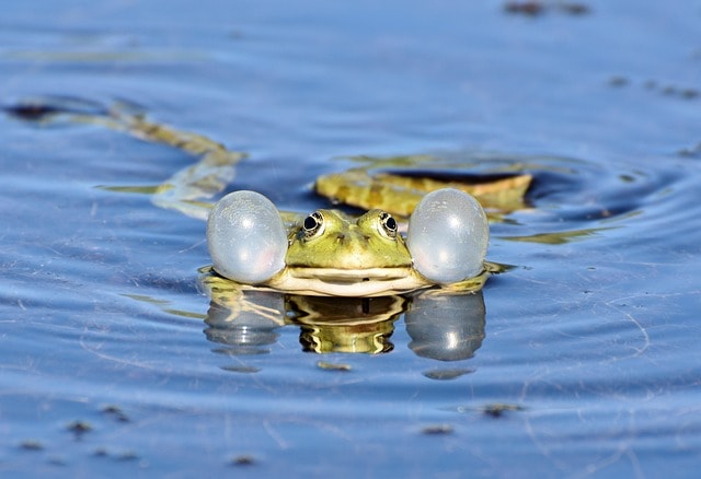 frog, toad, amphibian, nature, pond, animal