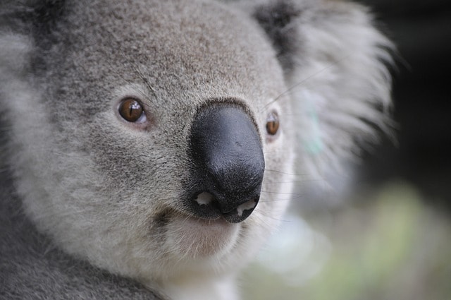 A koala up close, showcasing the natural Australian landscape.