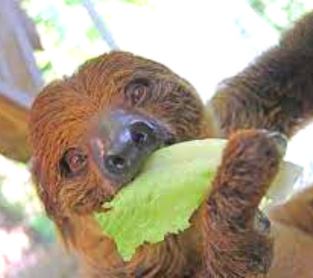 A sloth at Amazing Animals Inc