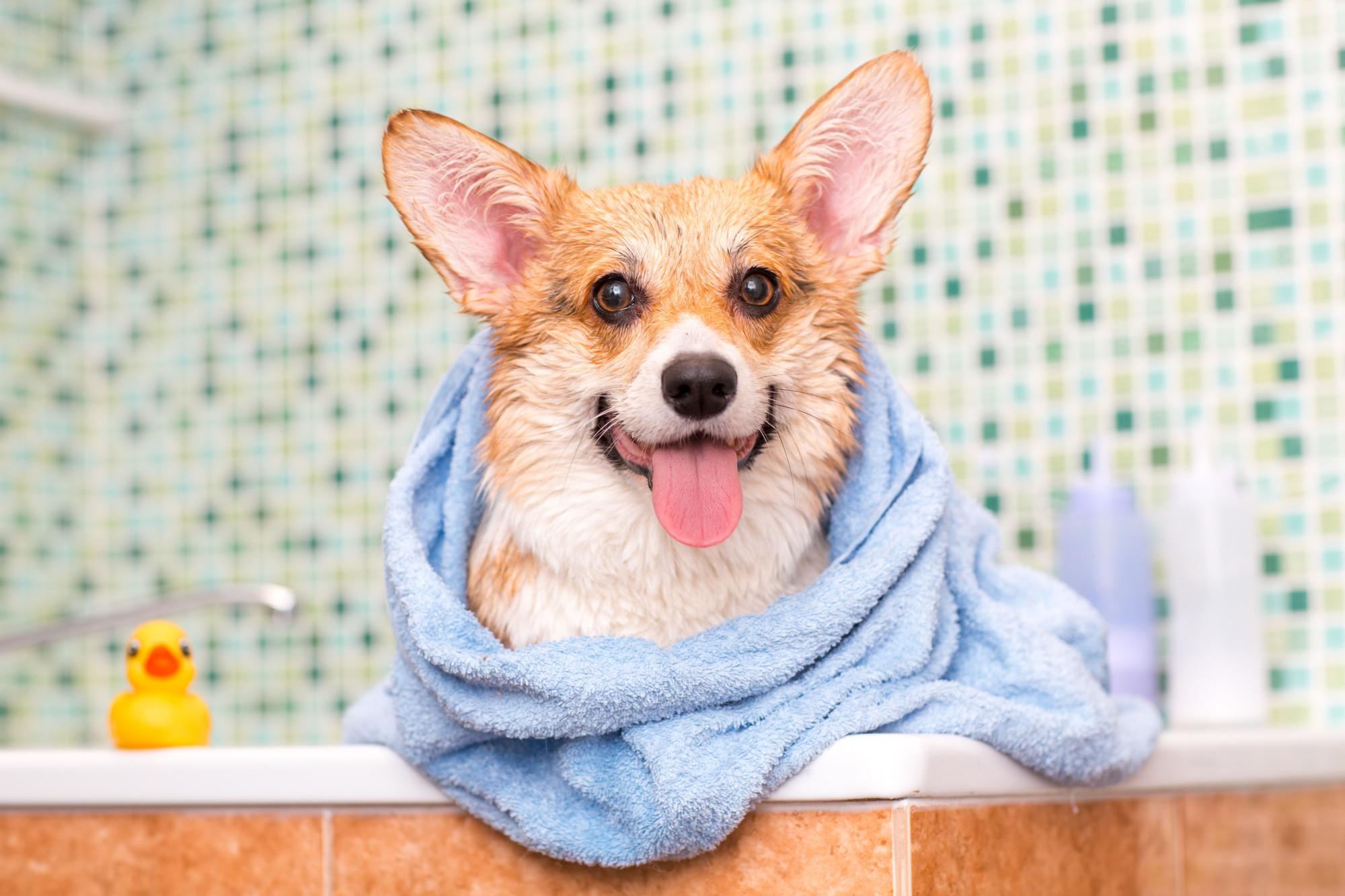 dog after bathing