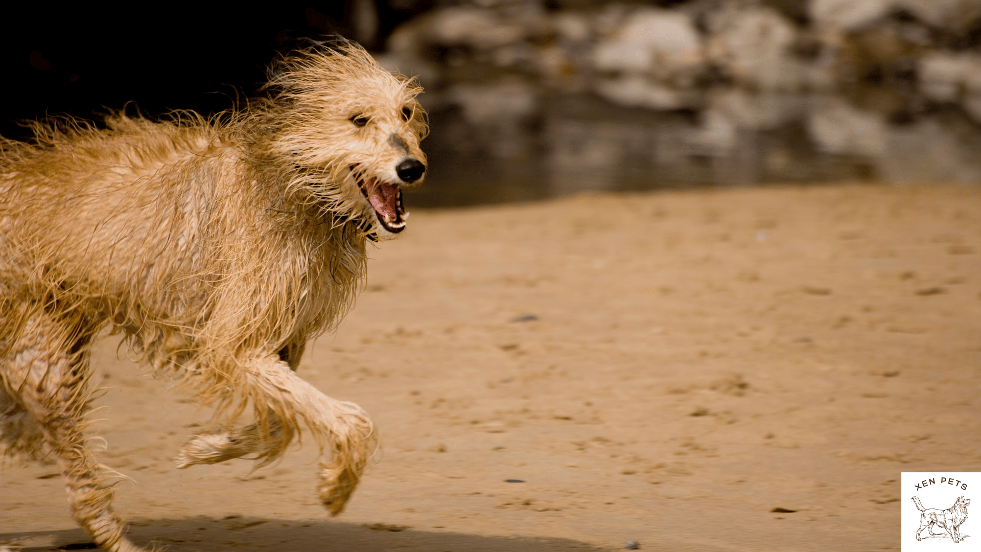 Why does my dog run around after a bath