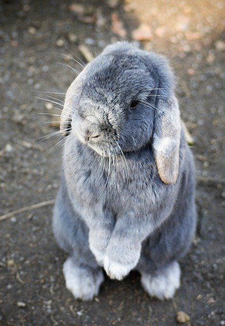 Floppy eared bunny