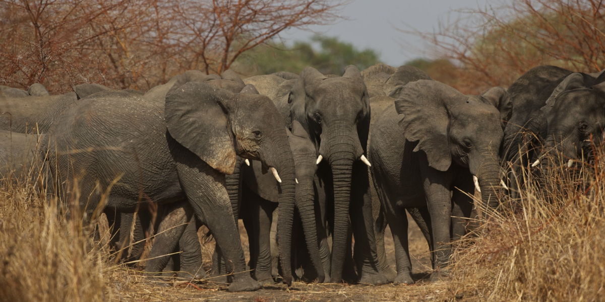 interesting animals in chad