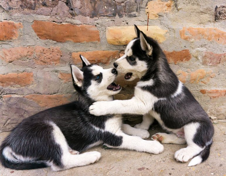 Two Black And White Huskies Playing Together