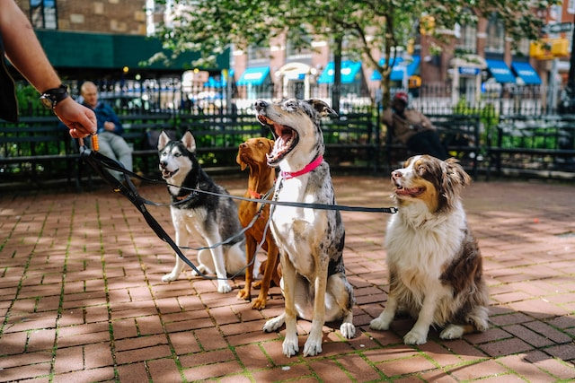 Four Dogs In The Park