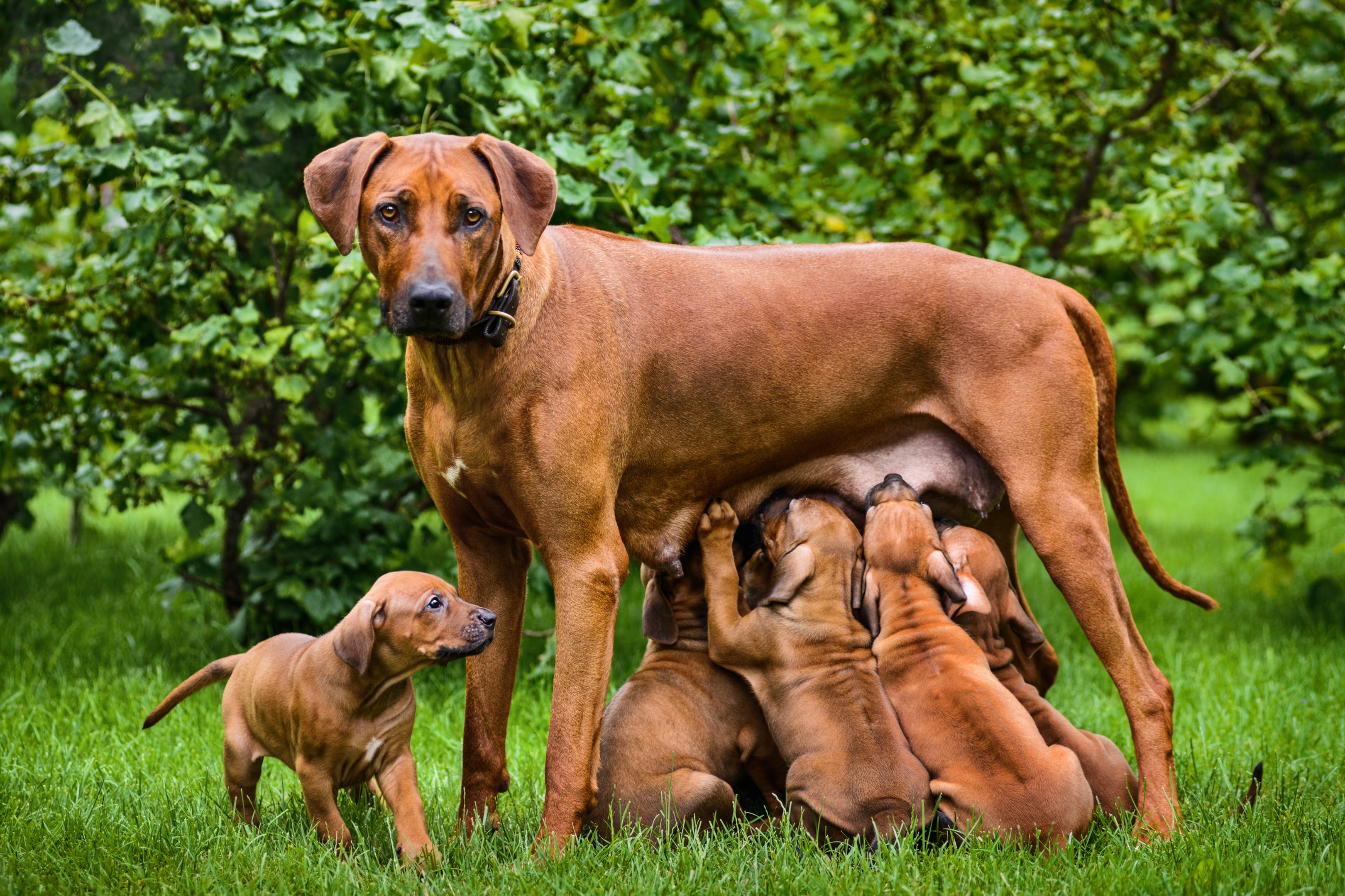 A mother and her liter of Ridgeback puppies