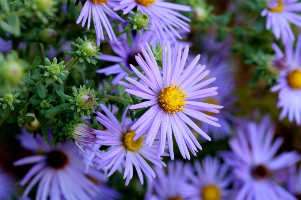 28 Beautiful Flower Names That Start With A 21