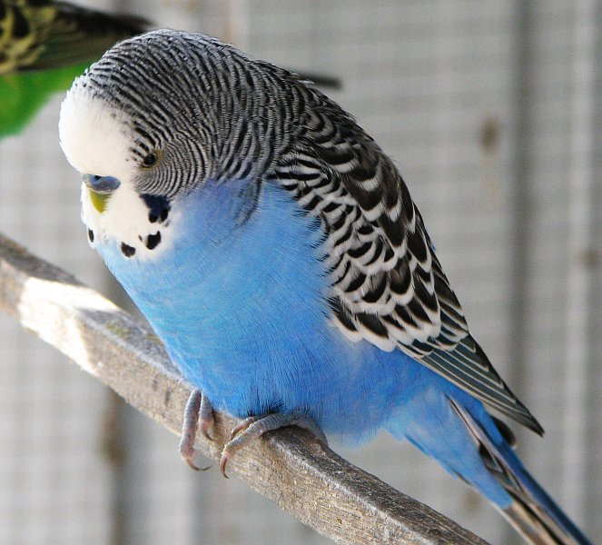 birds feed, bird, parrots commonly found in florida