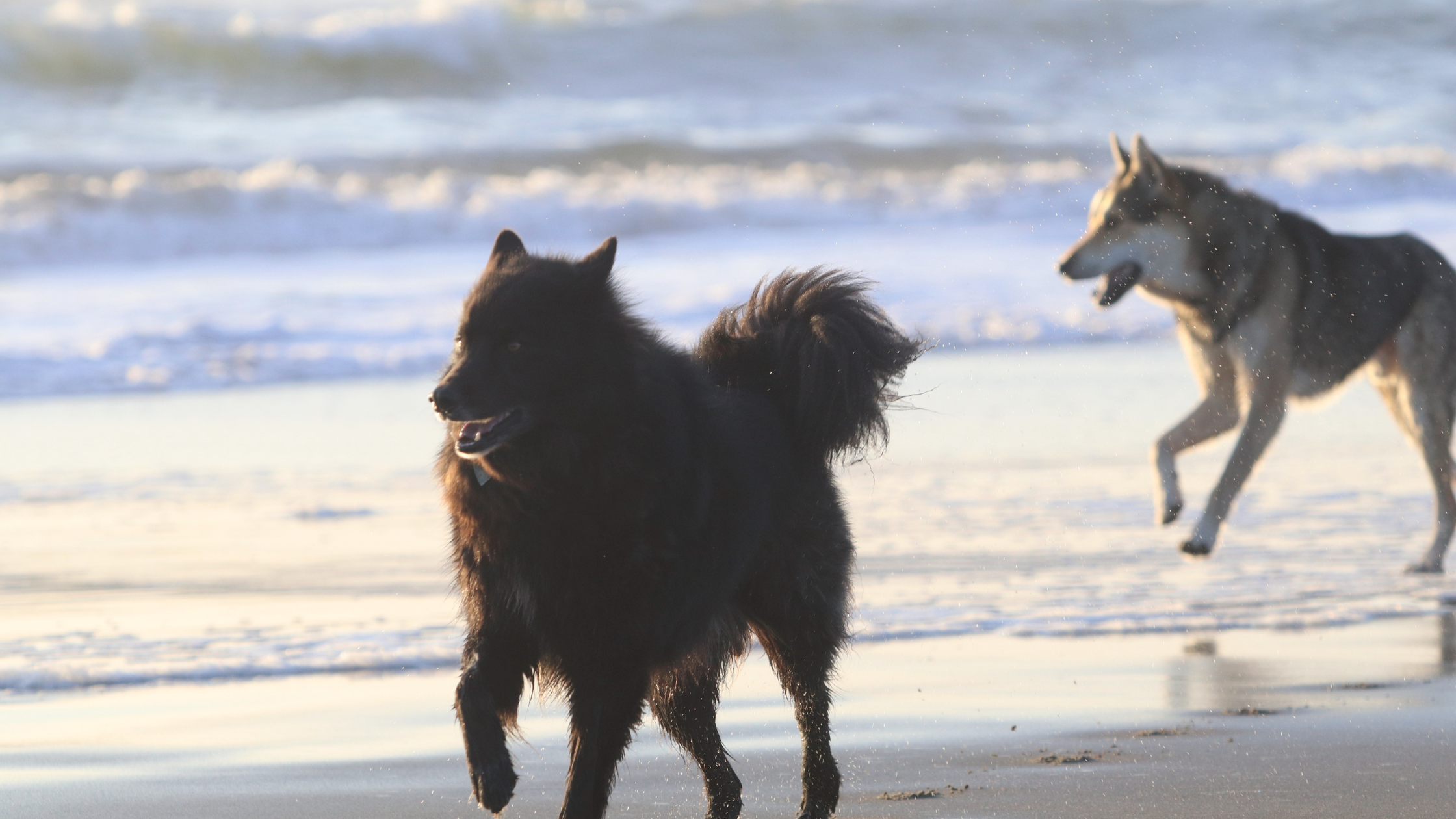 A lappie running along the beach with another dog