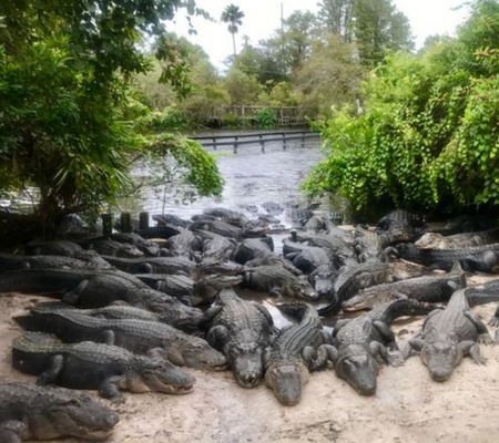 Lots of Gators at Gatorland