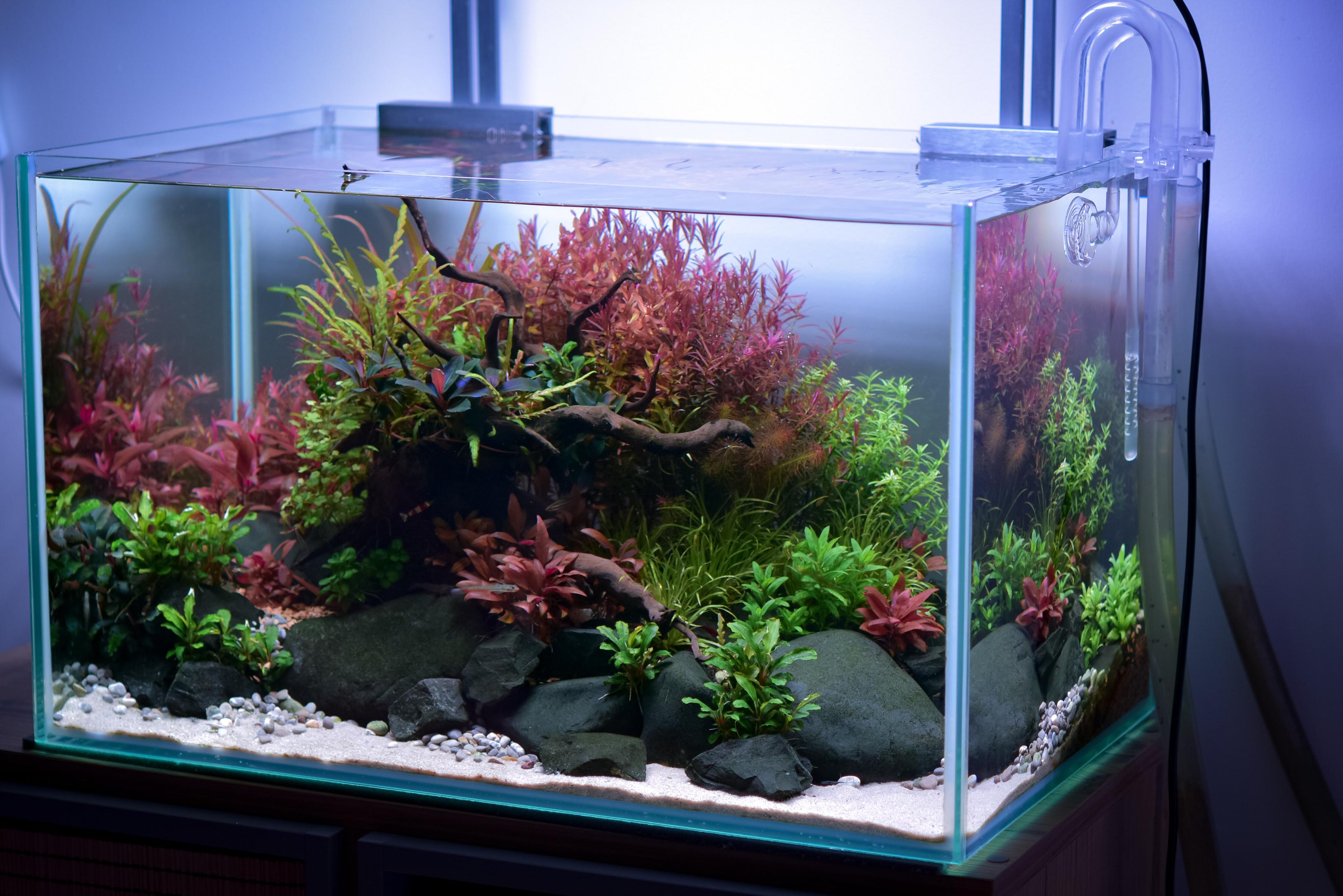 Warm- toned stem plants create natural contrast against green foliage.