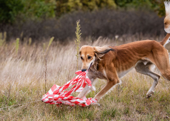 A red Saluki dog in training