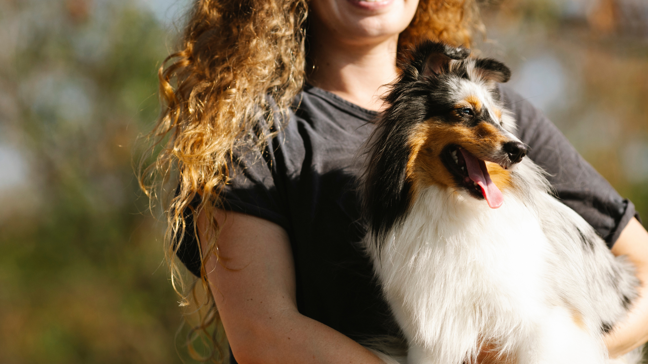 A small Shetland Sheepdog being held by a young girl