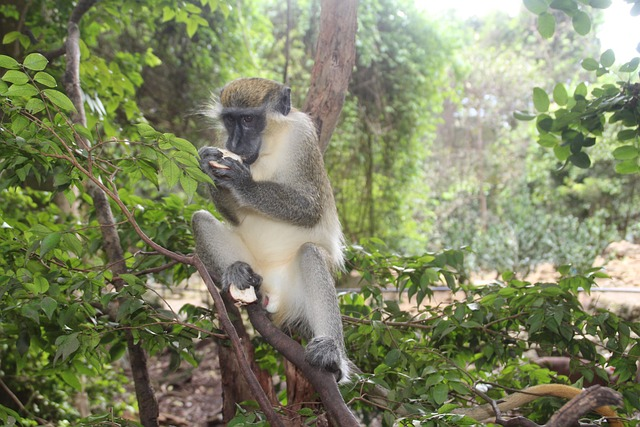 monkey, barbados, nature