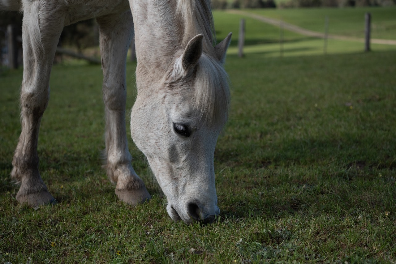 A pony grazing on grass