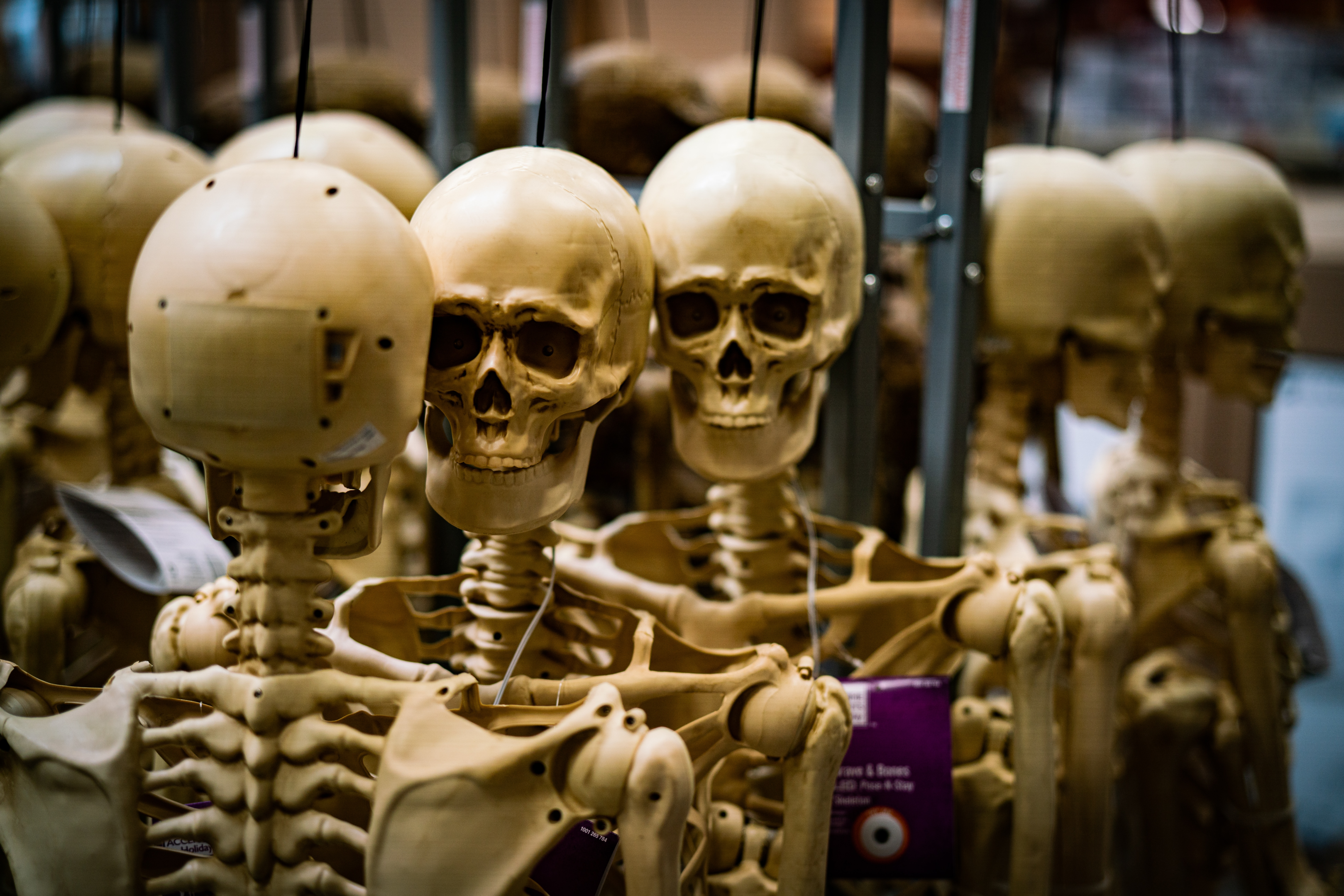 full size skeletons or skulls are a great addition to your home's halloween decorations