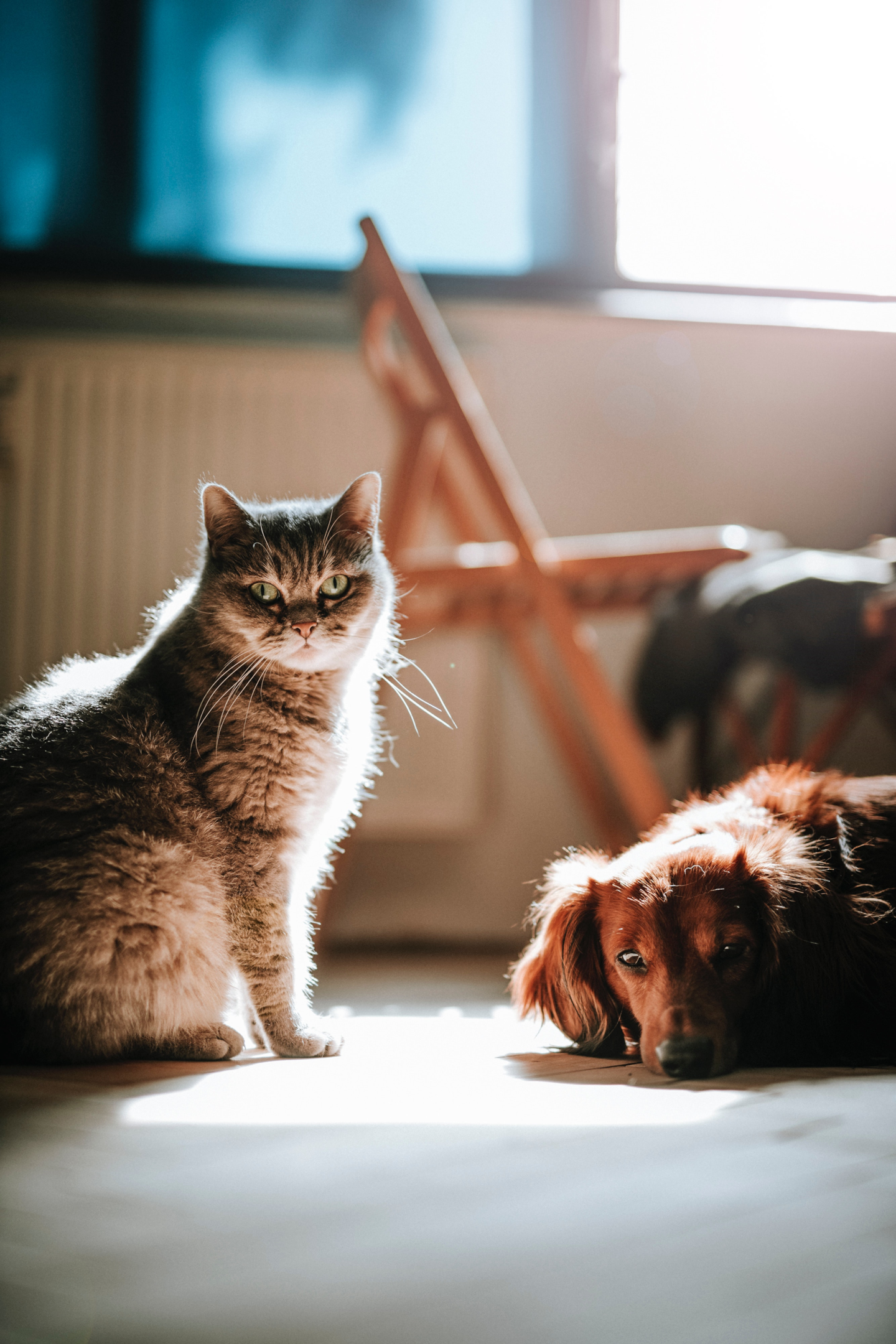 Pet ownership in divorce proceedings can be complicated. Sole or joint ownership may be made concerning the family pet, who is more than just personal property. Pet custody of the family pet is important to matrimonial lawyers.