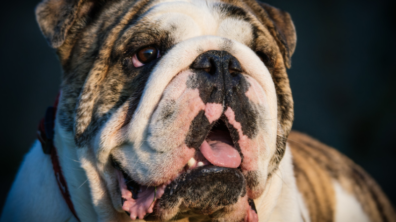 Annual cost of owning an store english bulldog