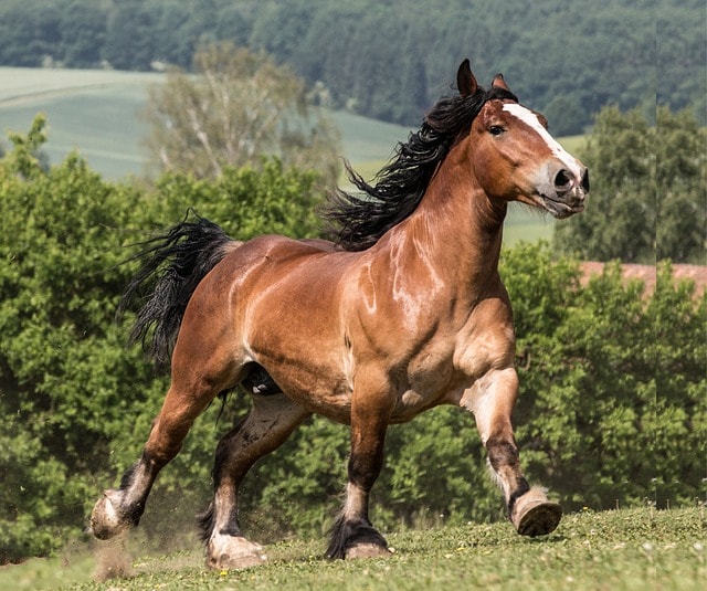 france, horse, stallion