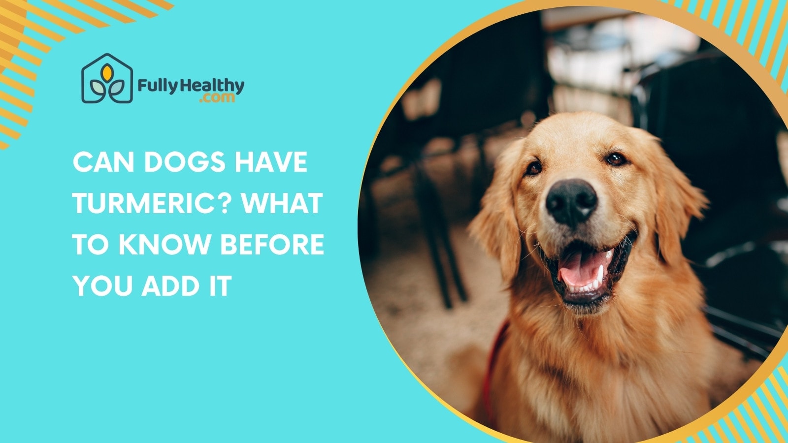 Can Dogs Have Turmeric? What to Know Before You Add It