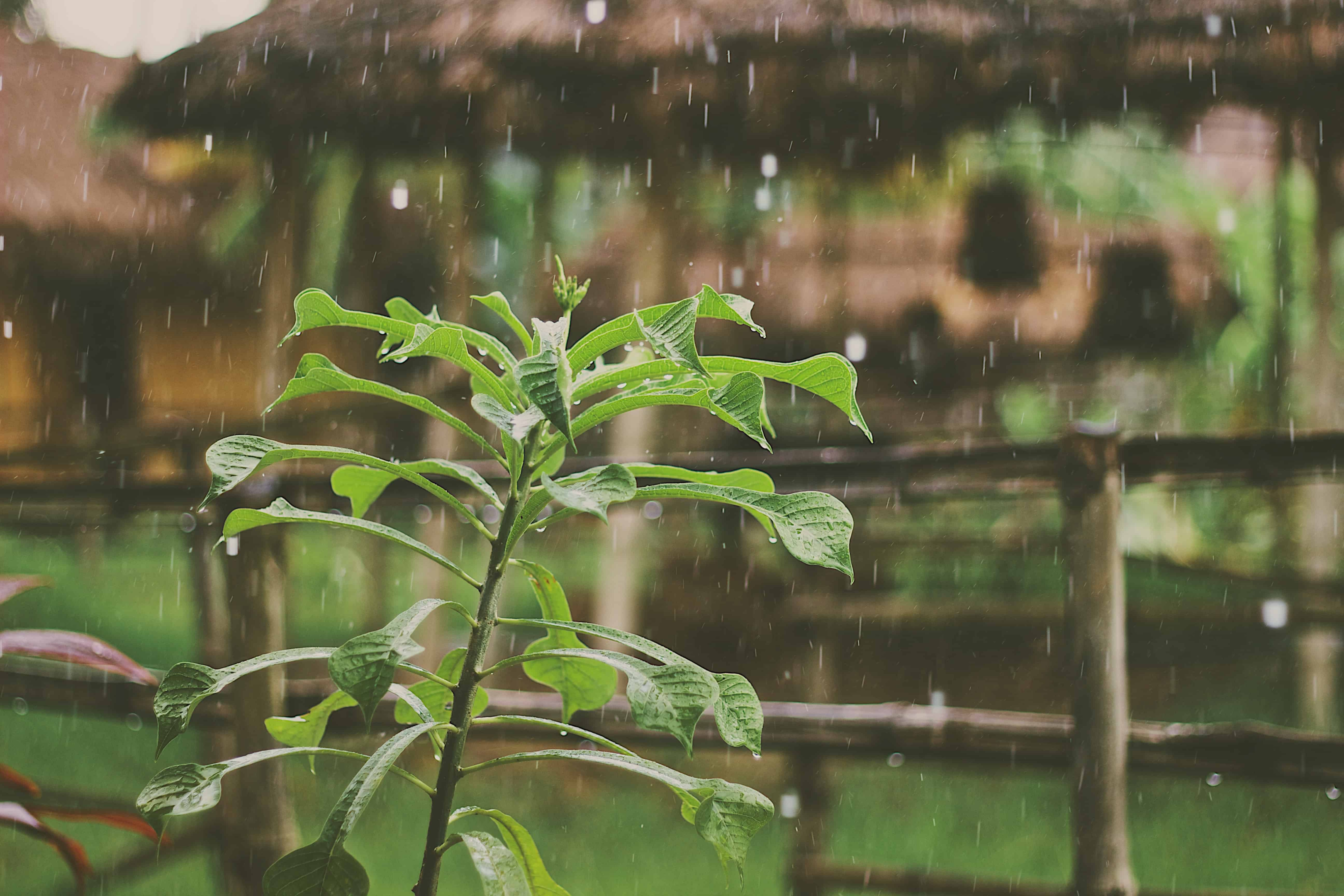 Rainfall in Costa Rica