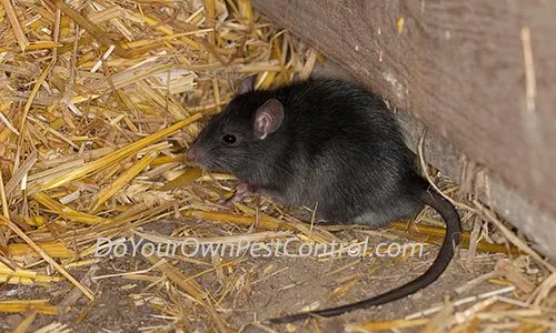 An image of a roof rat near straw bedding in an attic.