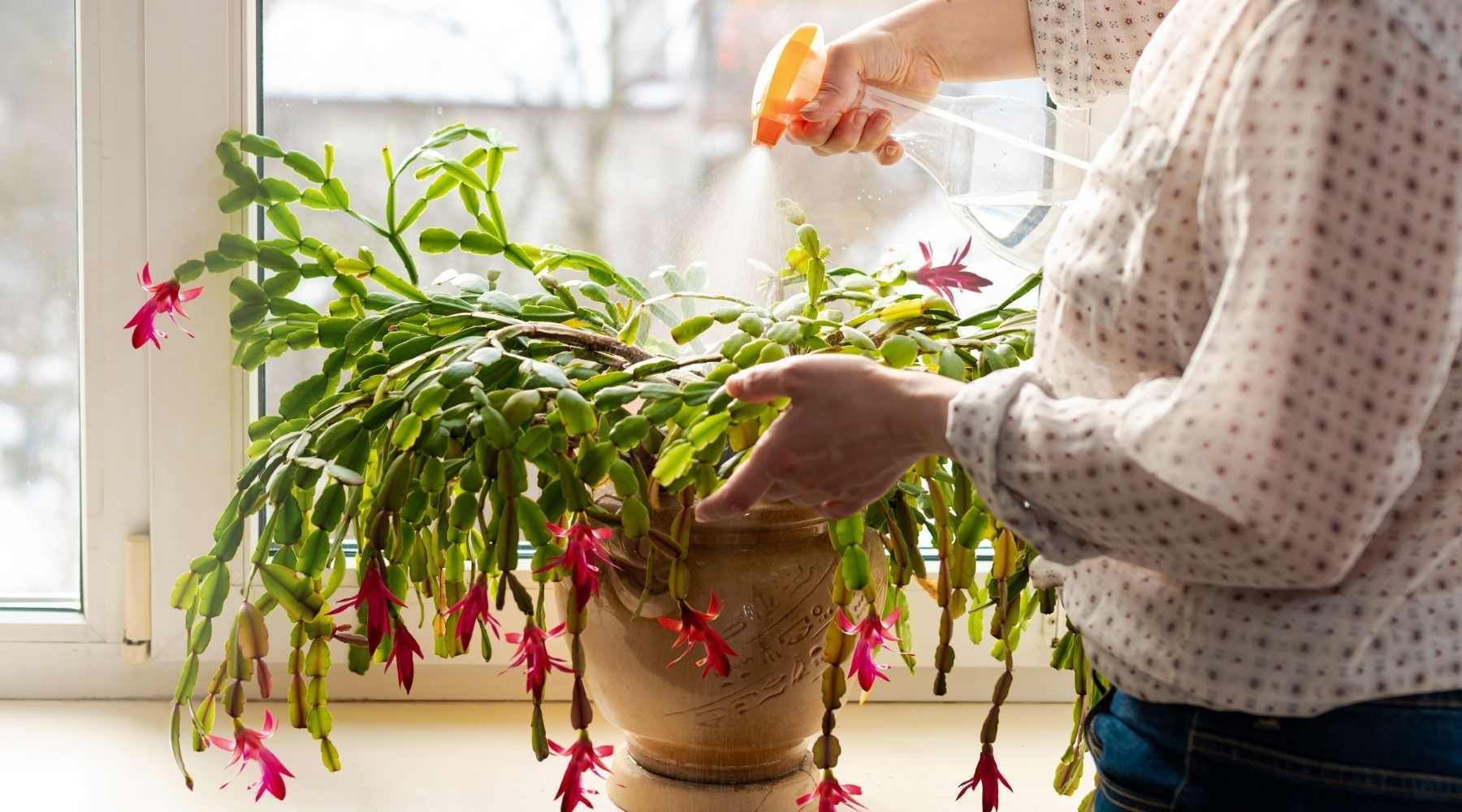 Christmas Cactus Problems and Solutions