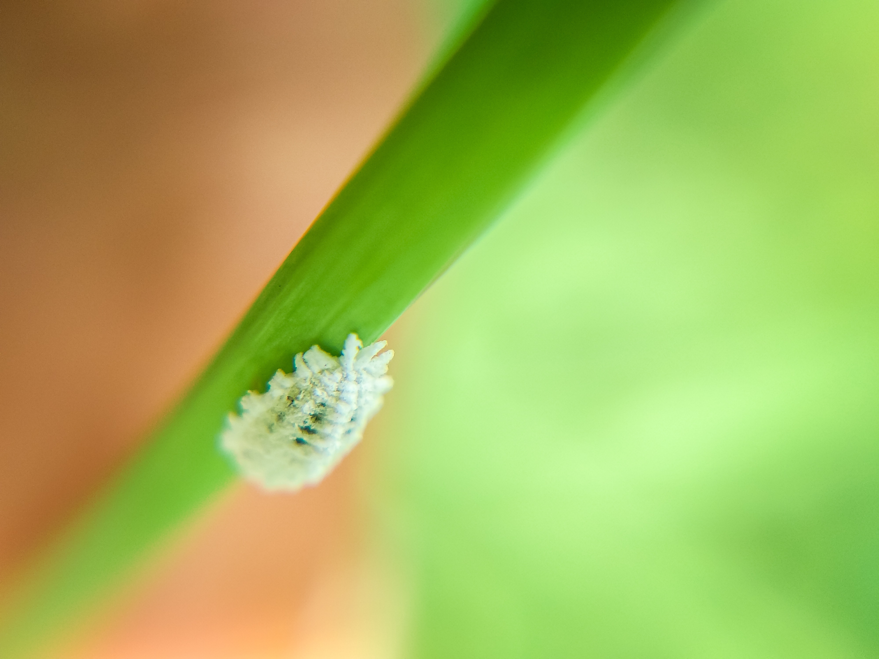 cuidado de la planta de cuphea