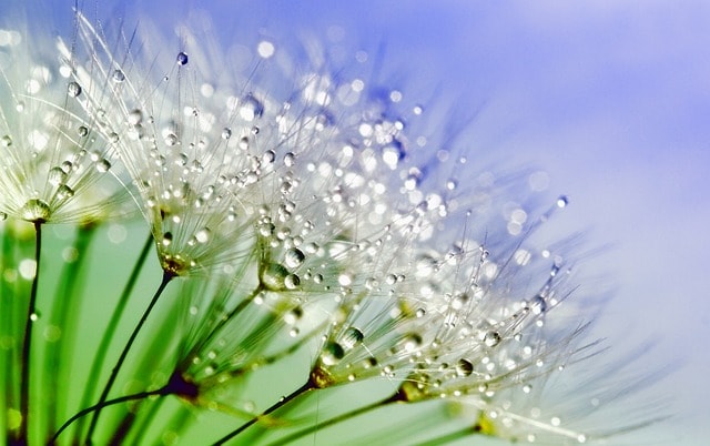 dandelion, dew, nature, flower, plant, macro, water, spring, seed, white, summer, drops, light, droplet, blue, flora, fluffy, green, beautiful flowers, soft, meadow, blossom, wet, fresh, drip, freshness, spring, spring, spring, spring, spring, flower wallpaper, flower background, green