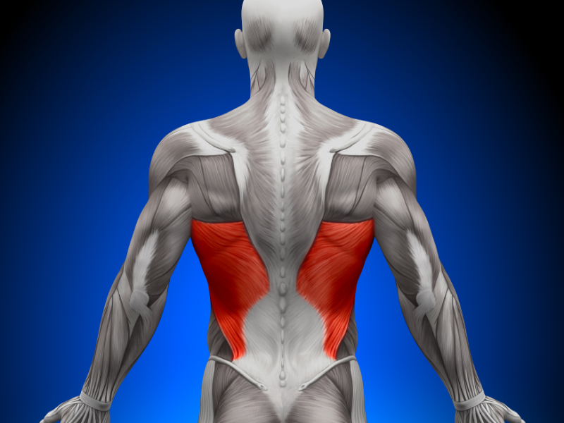 Lat Muscles