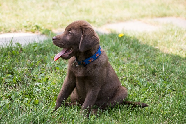 labrador, puppy, chocolate, labrador retriever, labs love, webbed feet, most labs, labrador breeder, labrador breeders, lab breed, chocolate lab, obedience training, water repellent coat, other breeds, webbed toes, thick double layer coat, broad head, trimmed regularly, waterproof coats, labrador retriever, john's water dog, recovery position, many labs, colder climates