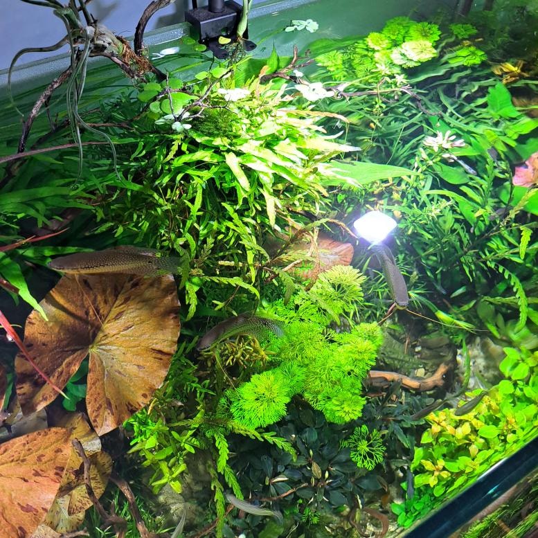 Choosing right plants is vital