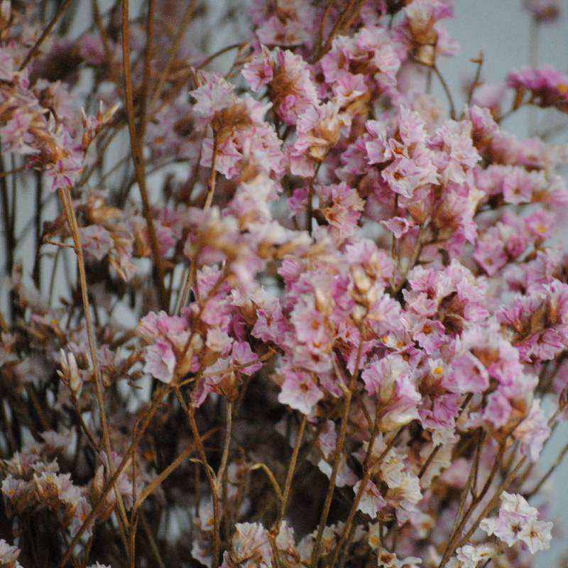 silica gel crystals, preserved flowers, flowers with silica gel