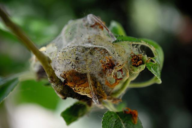 Bug nest on tree branches