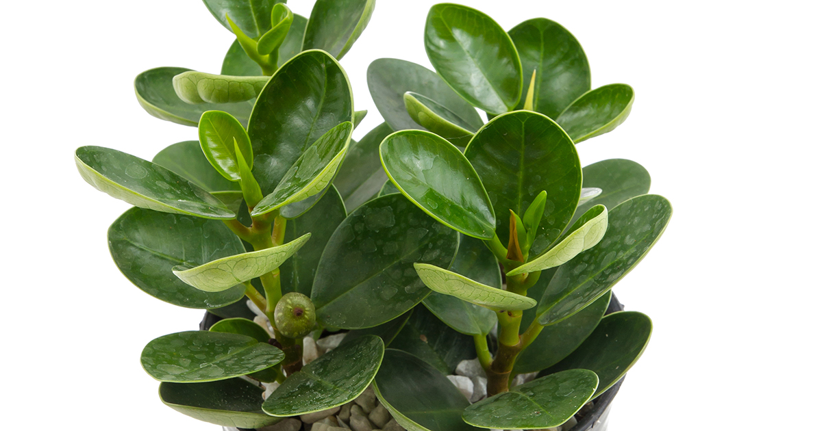 peperomia obtusifolia common, baby rubber plant