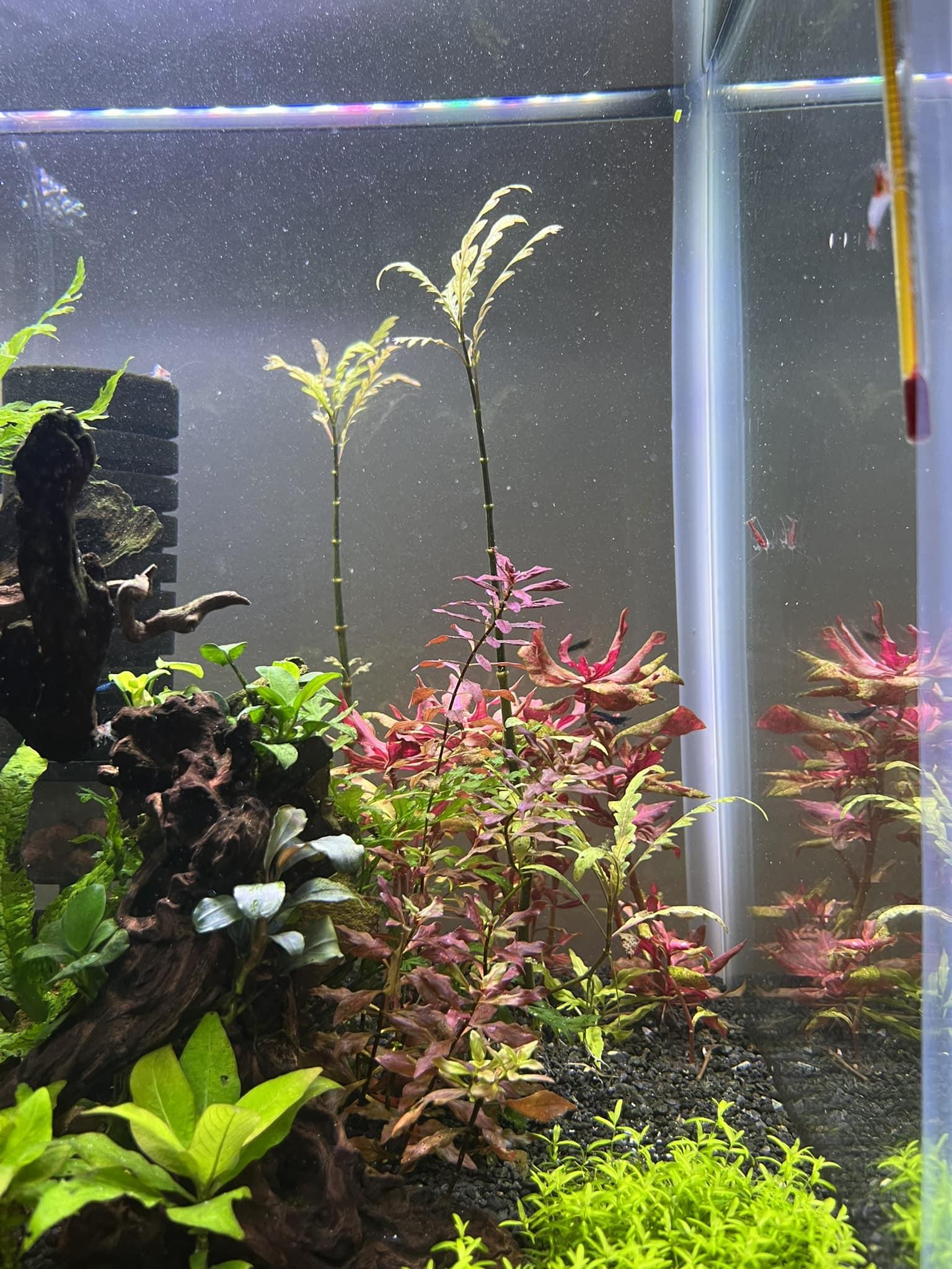 Weedy bare stems in aquarium without CO2 injection