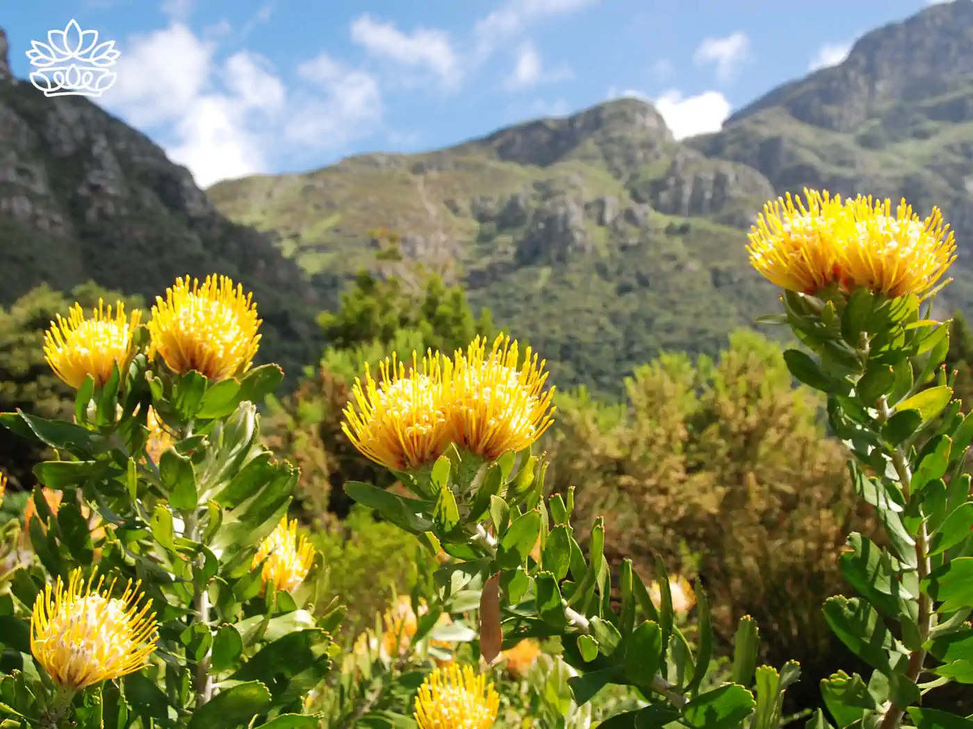 Bright yellow Protea flowers with mountains in the background - Fabulous Flowers and Gifts, Proteas Collection
