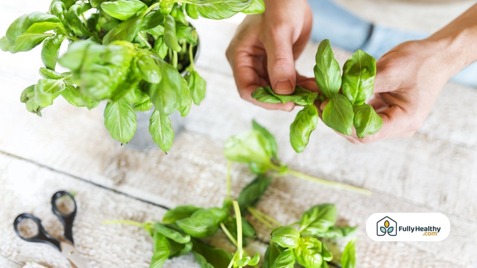 Hands picking fresh basil leaves from a basil plant on a wooden table