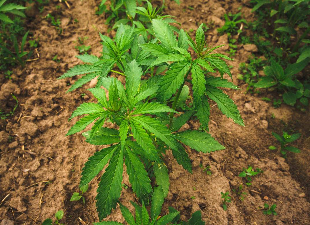CBD products