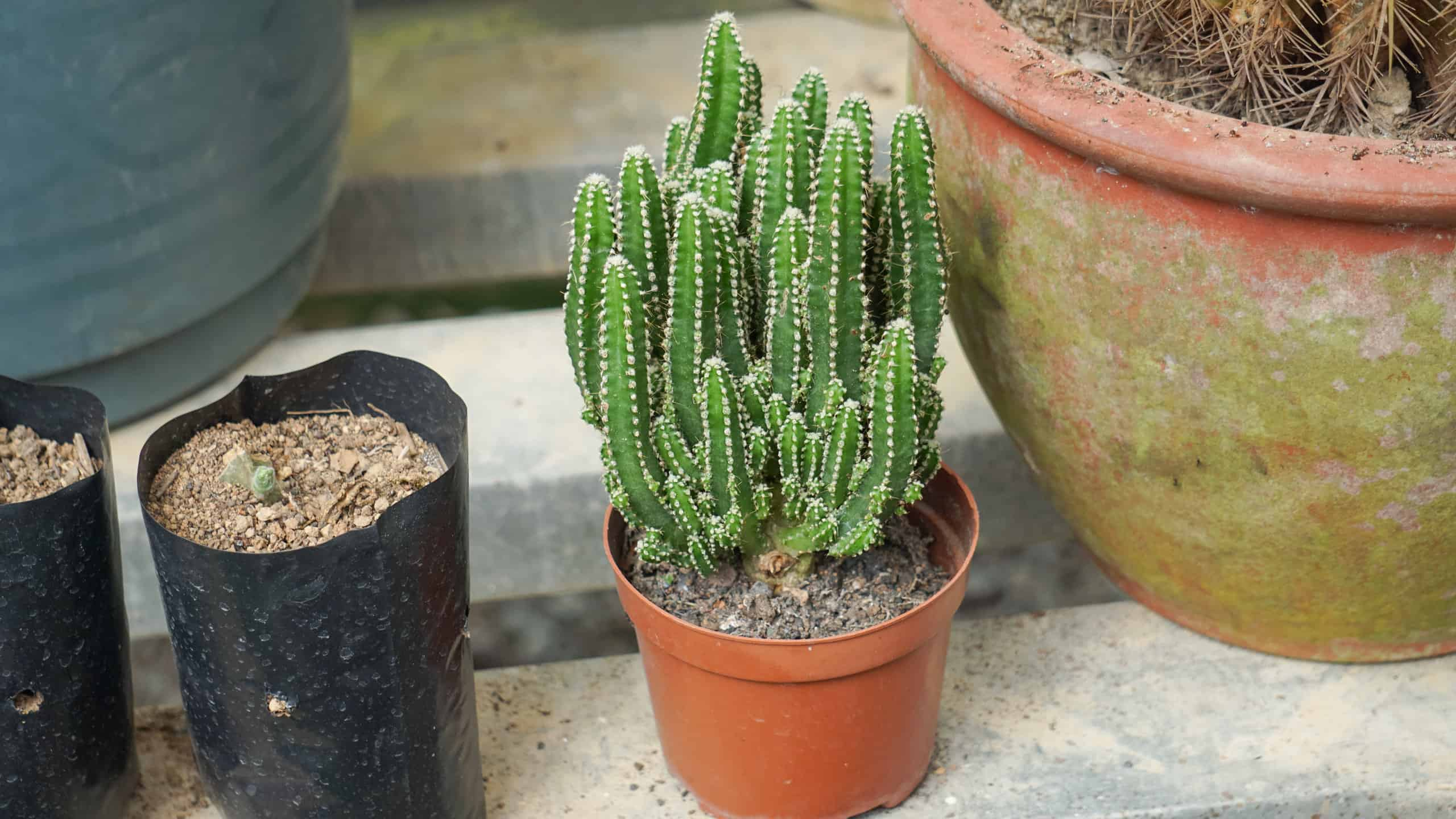 fairy castle cactus plant, fairy castle cactus