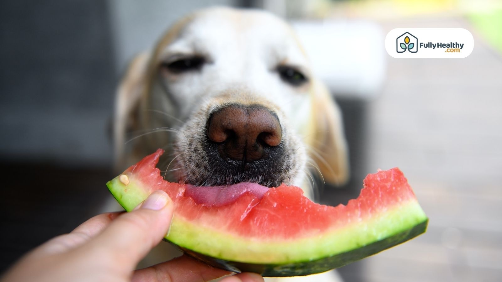 Labrador dog licking a slice of watermelon held by a person as a safe fruit treat