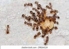 2,536 Sugar Ant Images, Stock Photos & Vectors | Shutterstock
