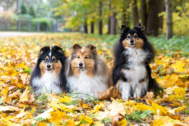 dogs, collie, canine