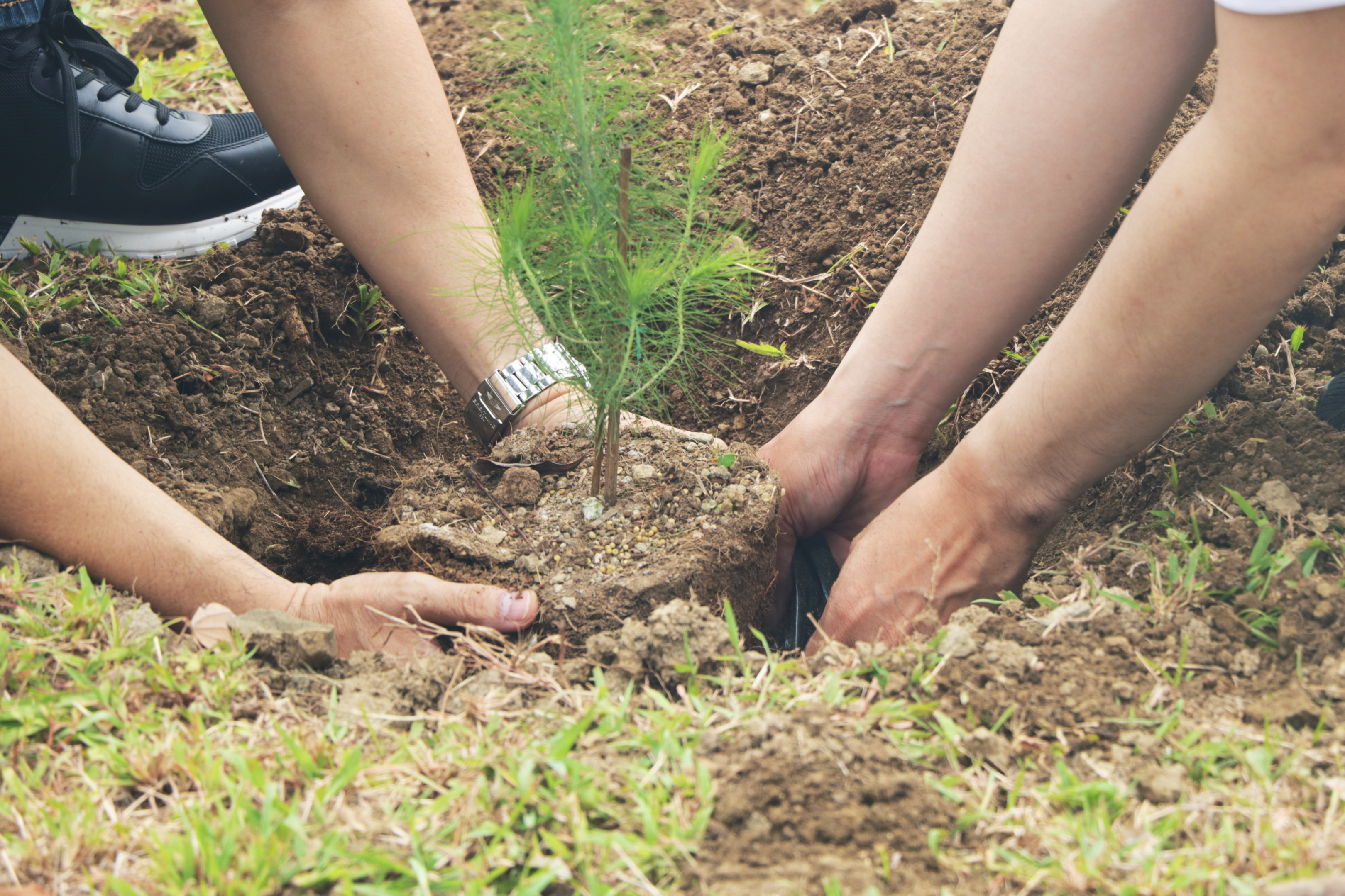 Brittany_s resident horticulturist and broker partner from Keller Williams demonstrated the right way of planting pine trees